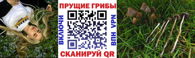 blacksprut рабочий сайт  Усинск  Галлюциногенные грибы мицелий 